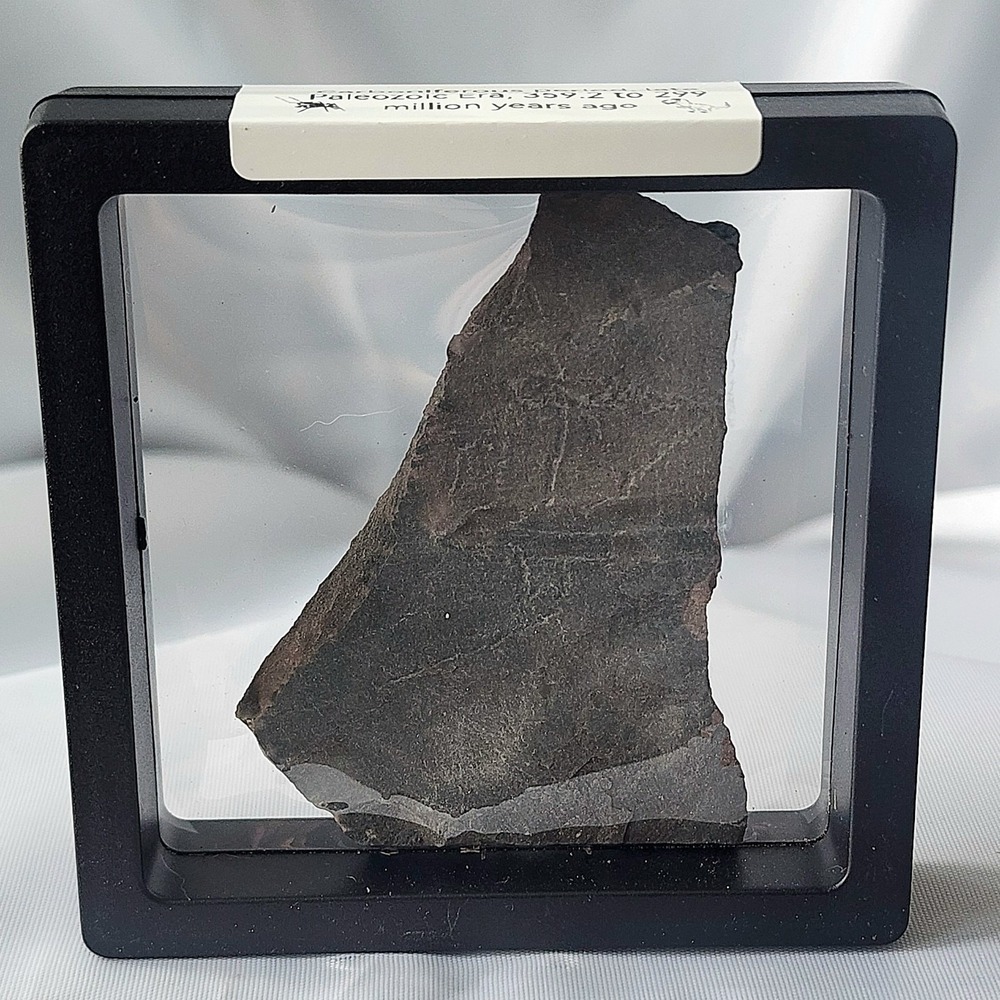 Unique Rare Carboniferous Coal Era Fossil From World Famous Union Chaple‎ Mines